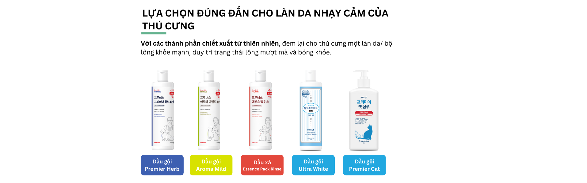 CHD Việt Nam