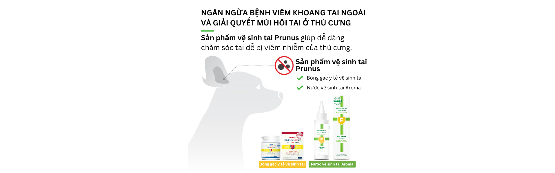 CHD Việt Nam